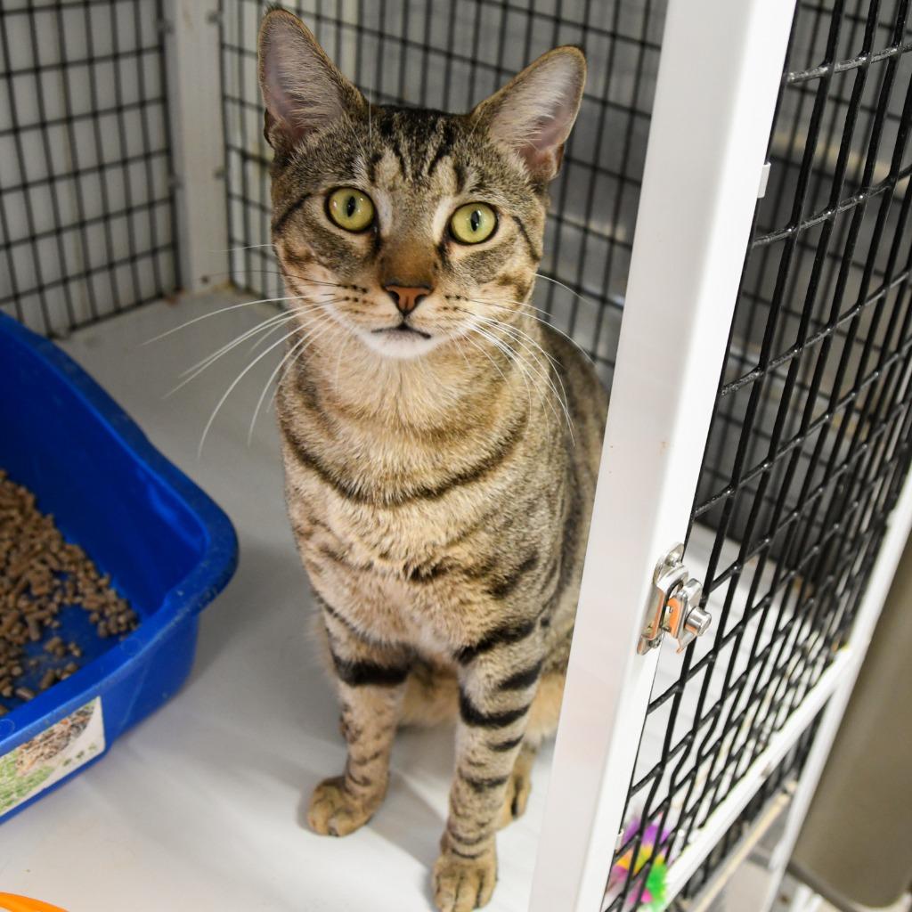 Benito, a Adoptable mixed breed in Ewing, NJ image 4/4