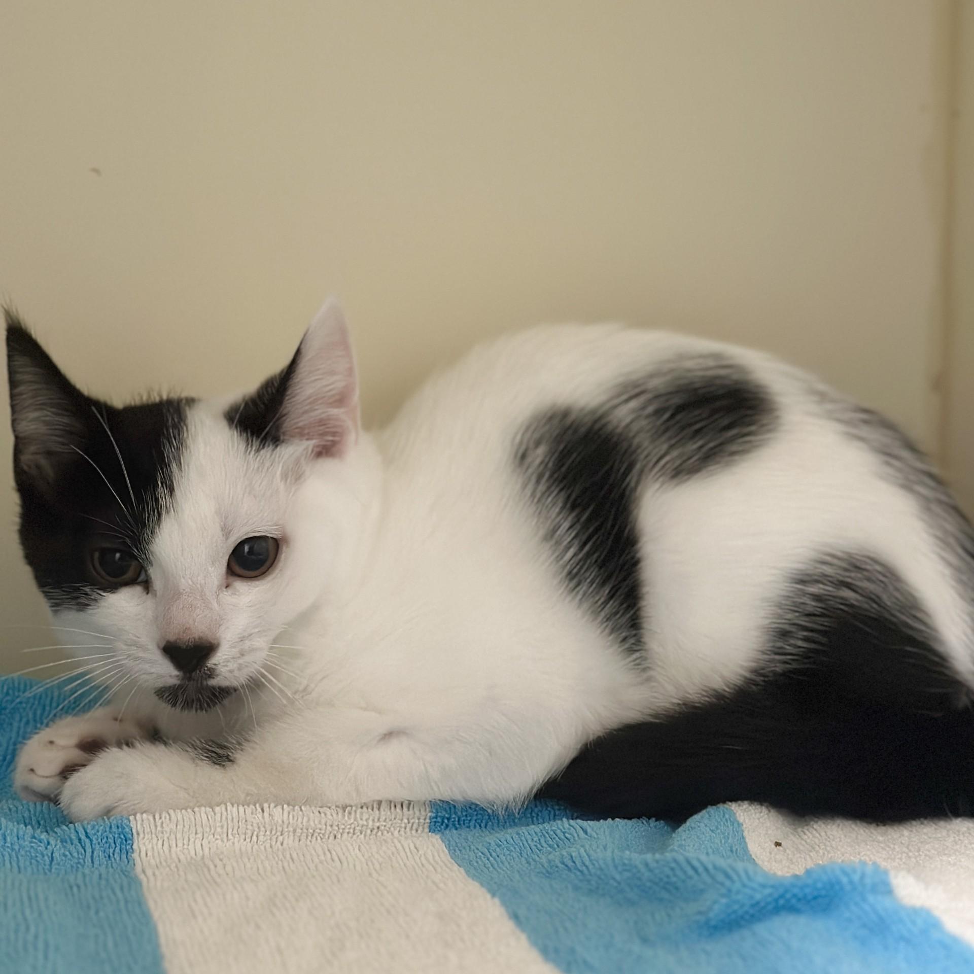 Enlarge Morgan, a Adoptable Domestic Short Hair in Victor, NY image 3/3