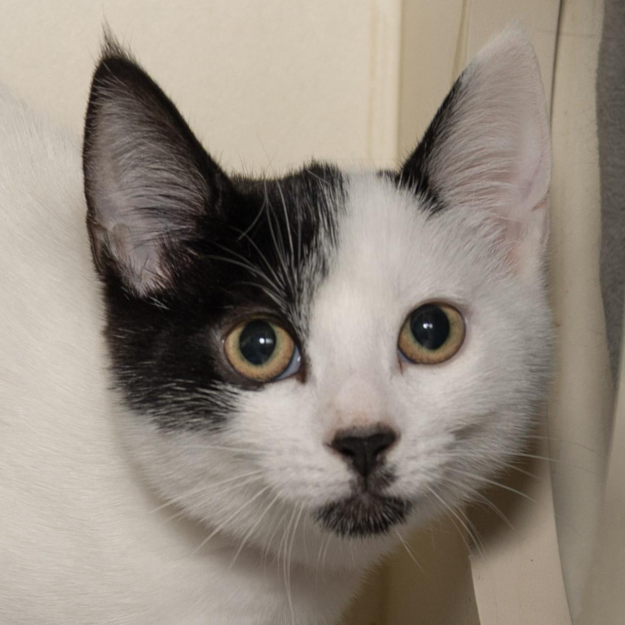 Enlarge Morgan, a Adoptable Domestic Short Hair in Victor, NY image 1/3