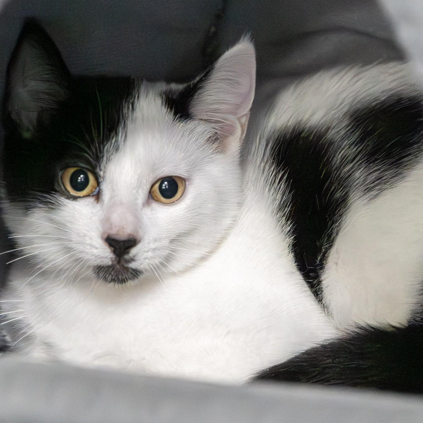 Enlarge Morgan, a Adoptable Domestic Short Hair in Victor, NY image 2/3