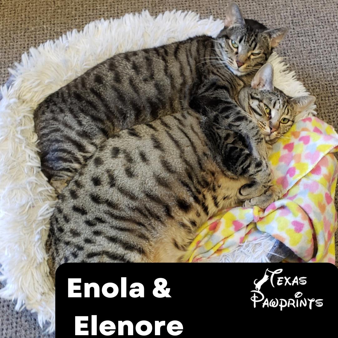 Bonded Enola and Elenore, a Adoptable Tabby in Dallas, TX image 1/4