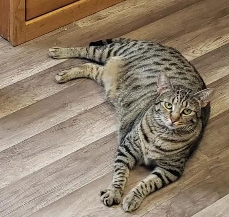 Bonded Enola and Elenore, a Adoptable Tabby in Dallas, TX image 2/4