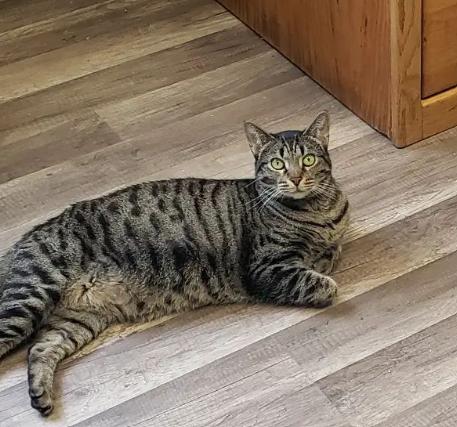 Bonded Enola and Elenore, a Adoptable Tabby in Dallas, TX image 3/4