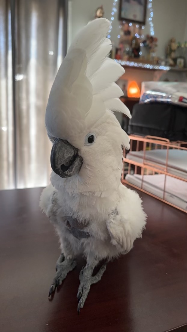 Baby, Adopted, Adult Unknown Cockatoo.