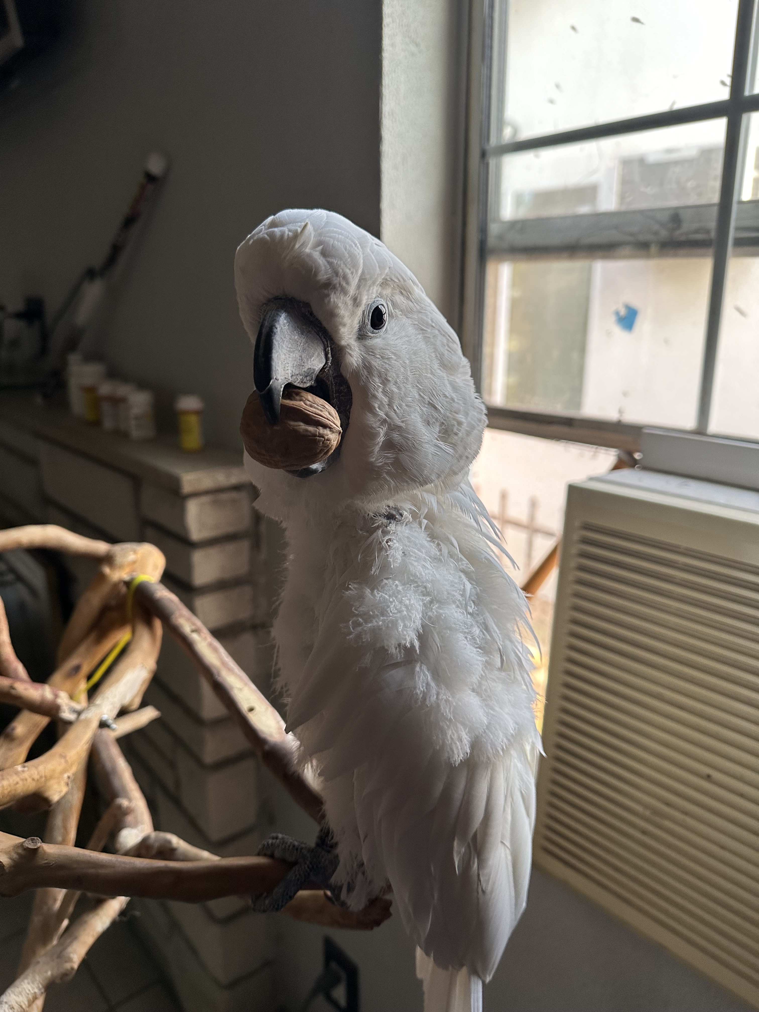 Baby, a Adopted Cockatoo in Los Angeles, CA image 2/2