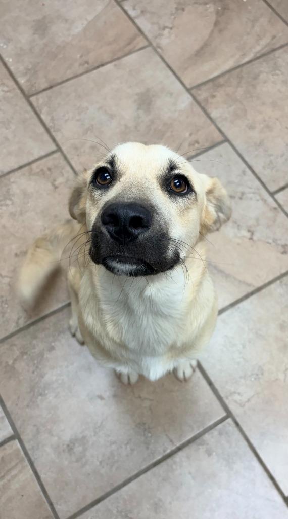 Enlarge Annabelle, a Adoptable mixed breed in Batesville, AR image 1/1