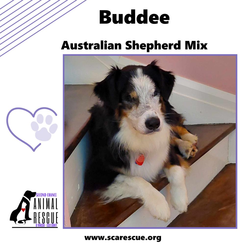 Buddee, Adoptable, Adult Male Australian Shepherd.
