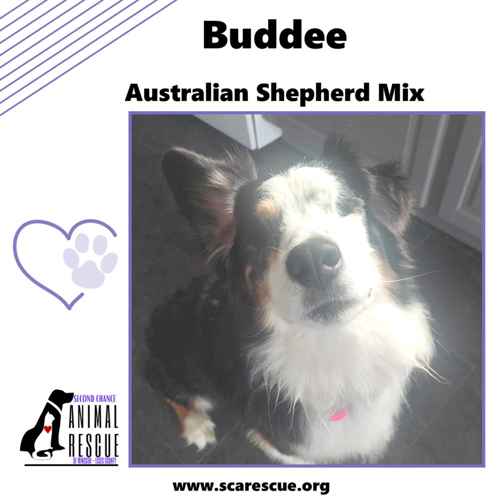 Buddee, Adoptable, Adult Male Australian Shepherd.
