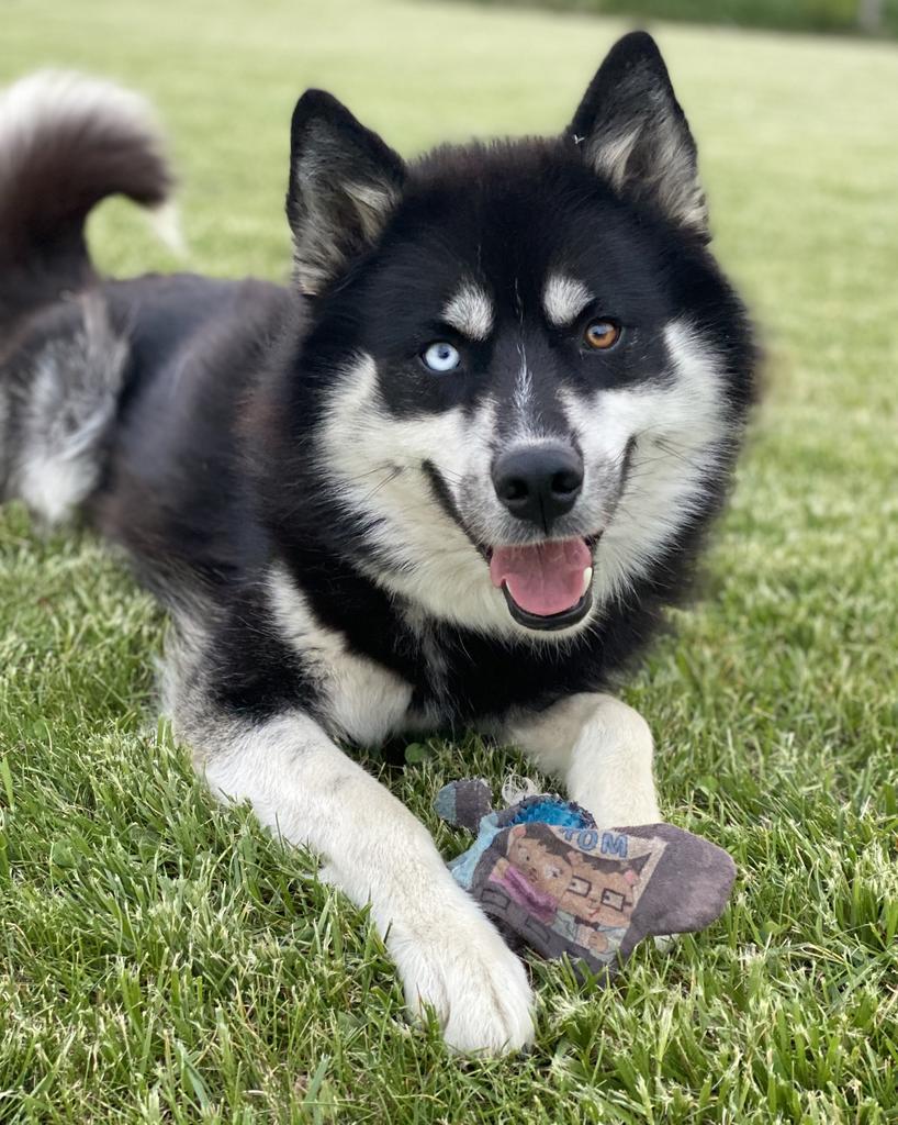 Avalanche, Adoptable, Young Male Husky & Samoyed.
