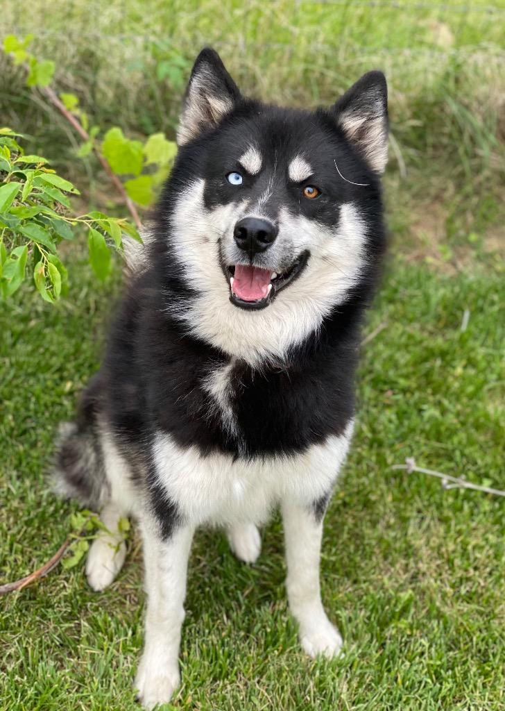 Avalanche, a Adoptable mixed breed in Decorah, IA image 2/3