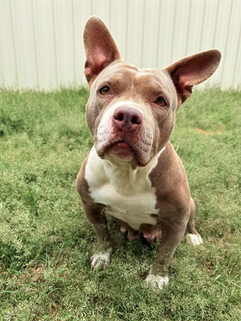 Enlarge POPPIE, a Adoptable mixed breed in Killeen, TX image 1/1