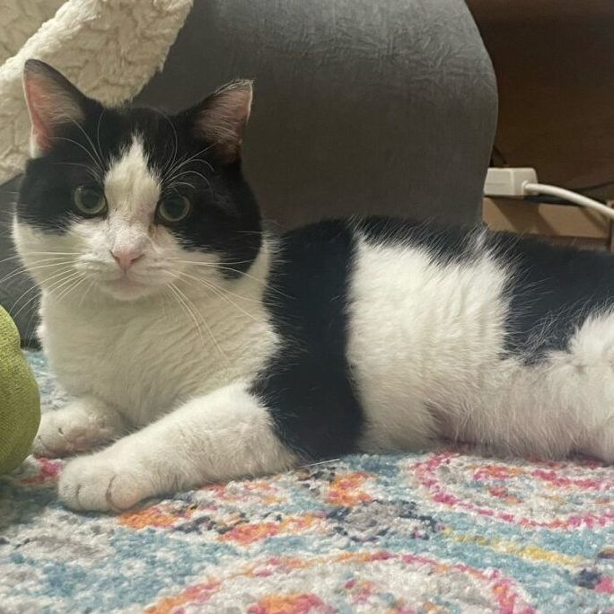 Quinn, Young Male Domestic Short Hair