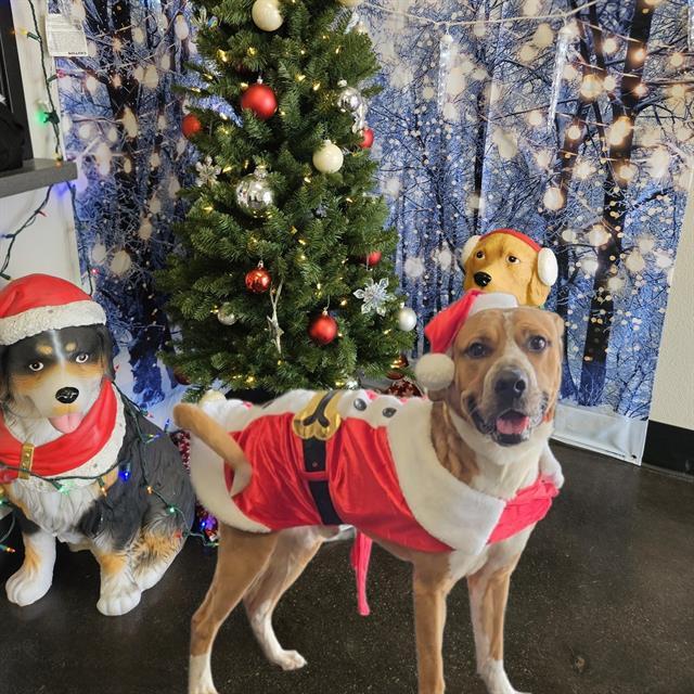 KC, Adoptable, Young Male Boxer & Labrador Retriever.