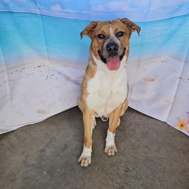 KC, Adoptable, Young Male Boxer & Labrador Retriever.