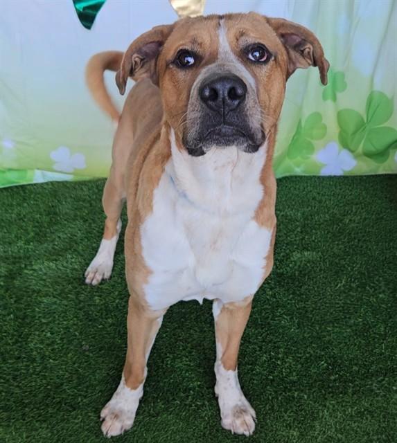 Enlarge KC, a Adoptable mixed breed in Wylie, TX image 1/1