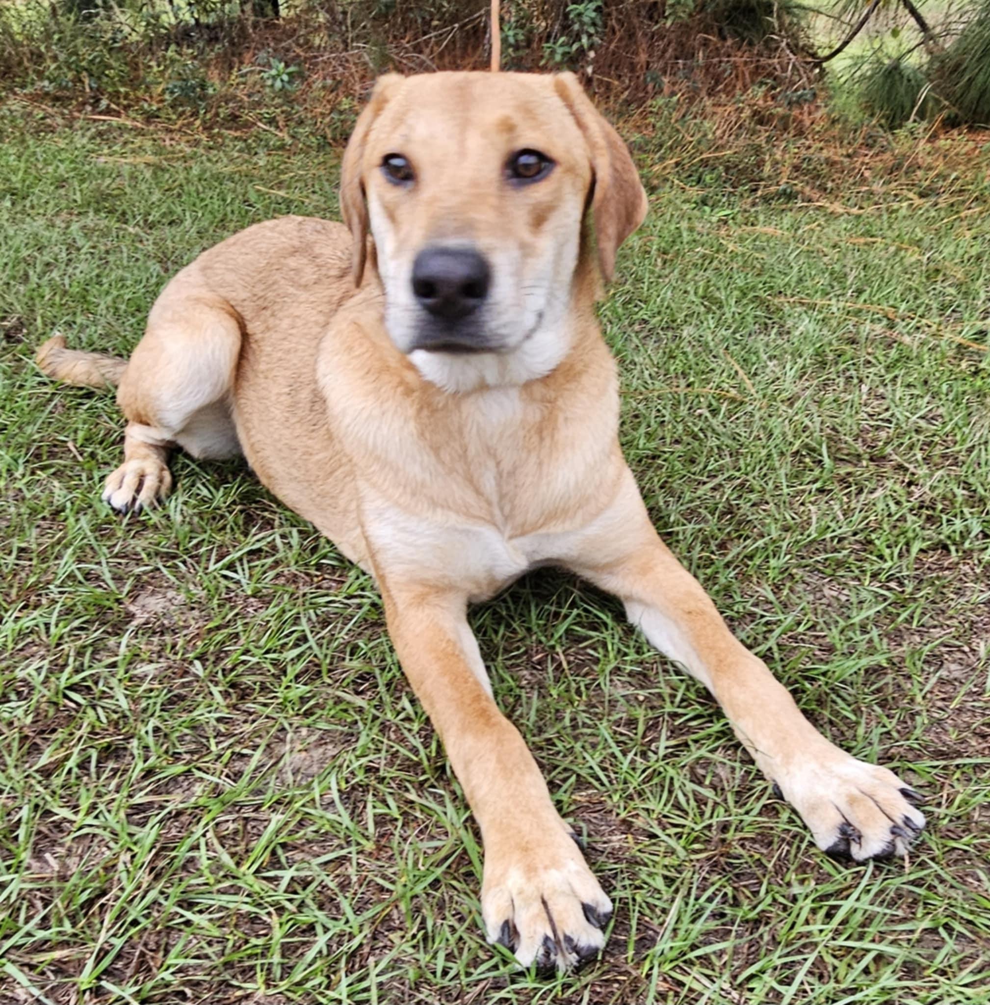 Freckles, a Adoptable Catahoula Leopard Dog in Wanaque, NJ image 1/3