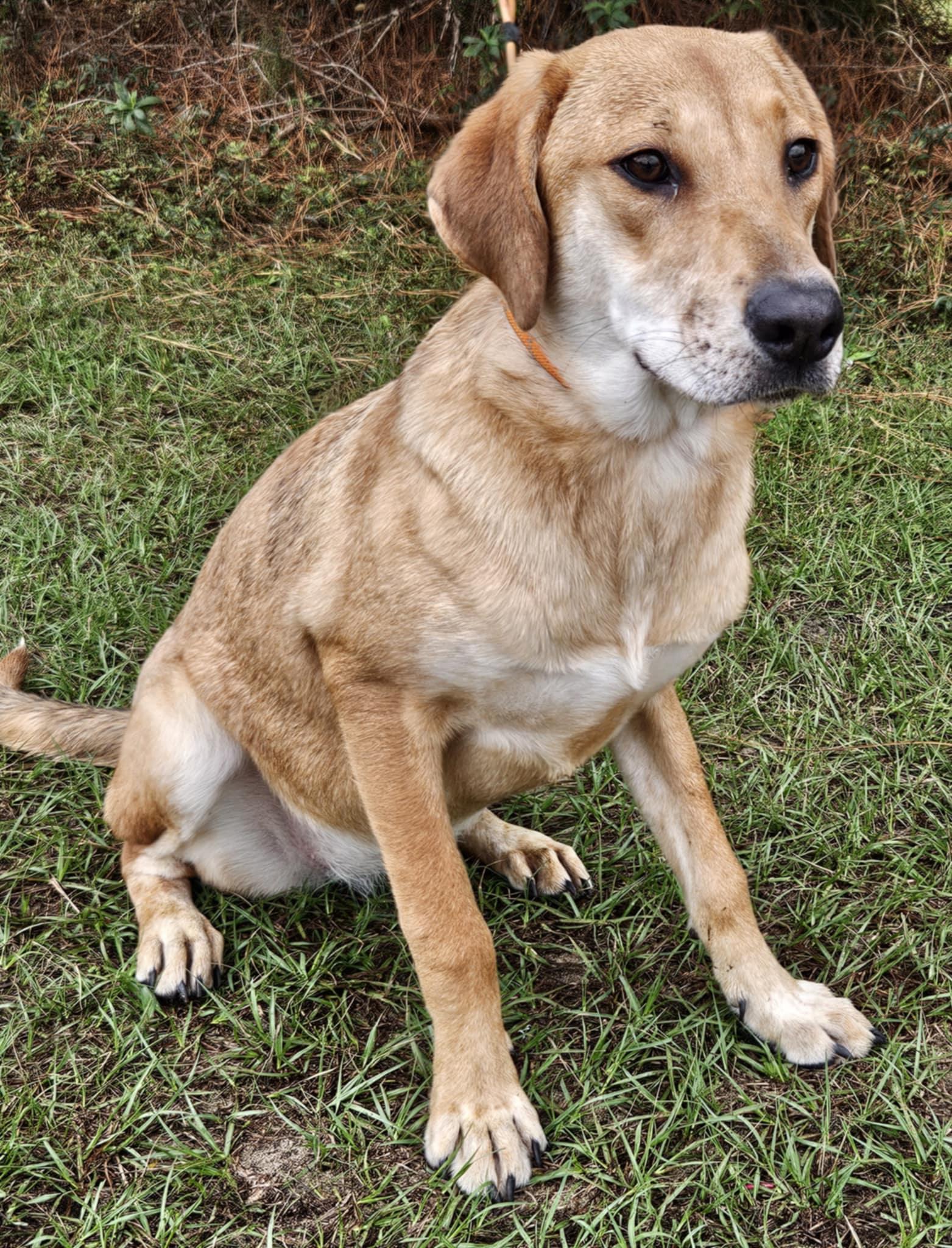 Freckles, a Adoptable Catahoula Leopard Dog in Wanaque, NJ image 2/3