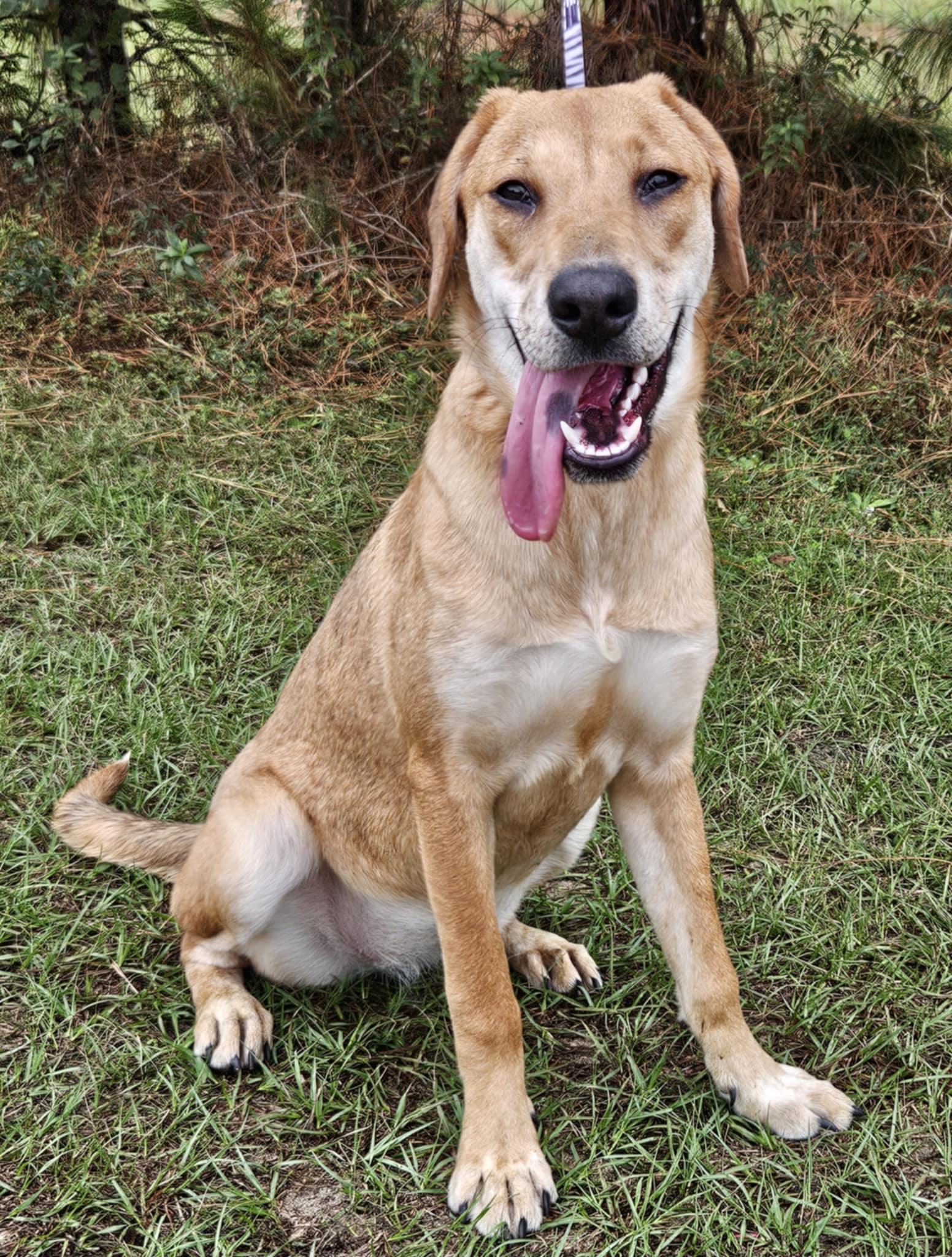 Freckles, a Adoptable Catahoula Leopard Dog in Wanaque, NJ image 3/3
