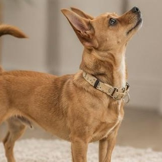 SANDY, an adopted mixed breed in Evansville, WI image 4/4