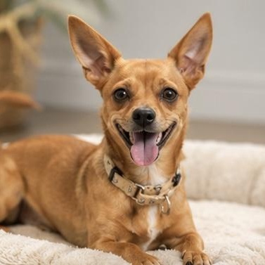 SANDY, adopted, Adult Female Chihuahua & Terrier.