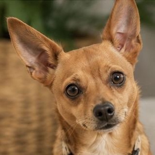 SANDY, an adopted mixed breed in Evansville, WI image 2/4