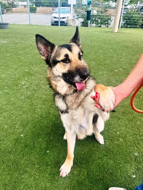 Lucky, Adult Male German Shepherd Dog