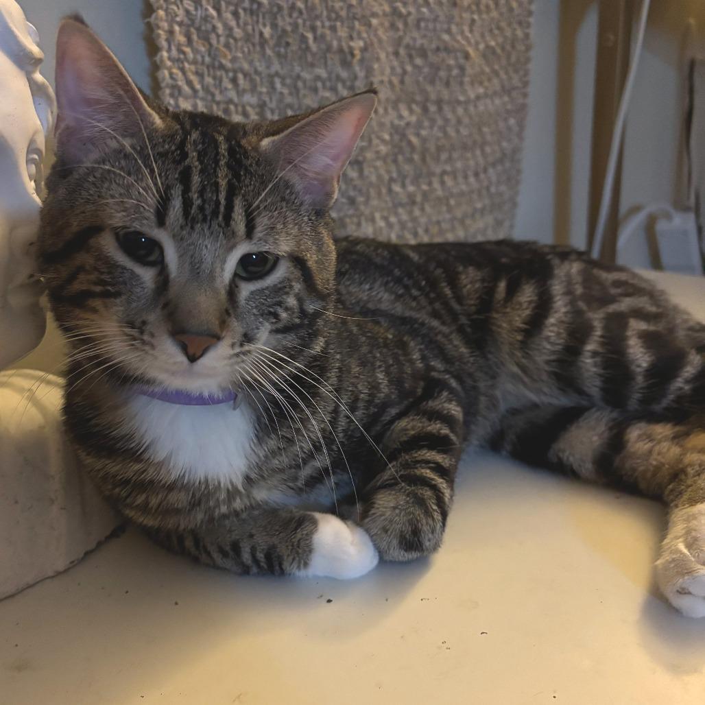 Spirit, a Adoptable Domestic Short Hair in York, PA image 1/3