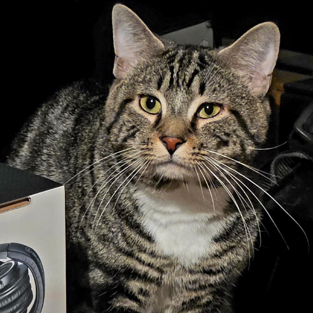 Spirit, a Adoptable Domestic Short Hair in York, PA image 2/3