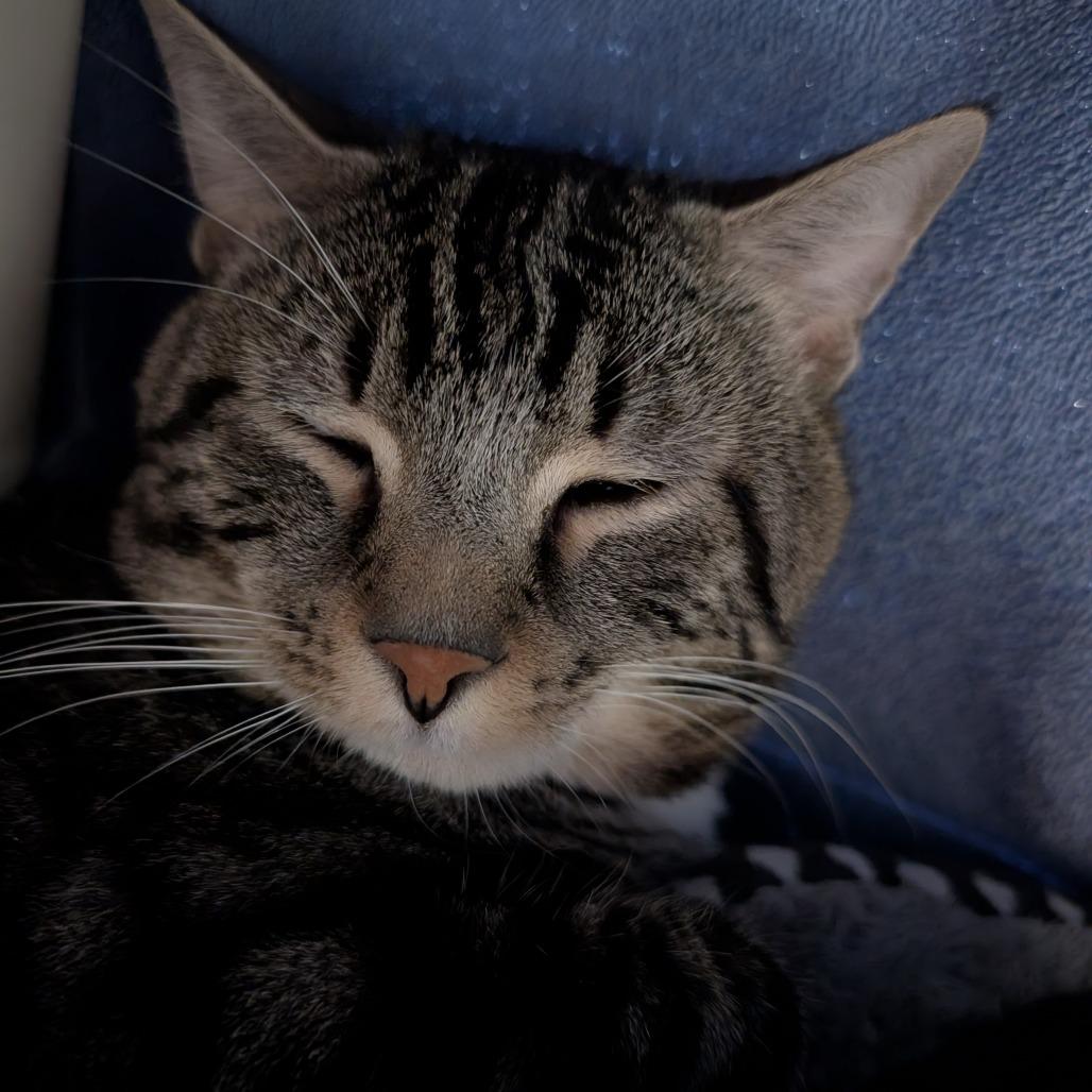 Spirit, a Adoptable Domestic Short Hair in York, PA image 3/3