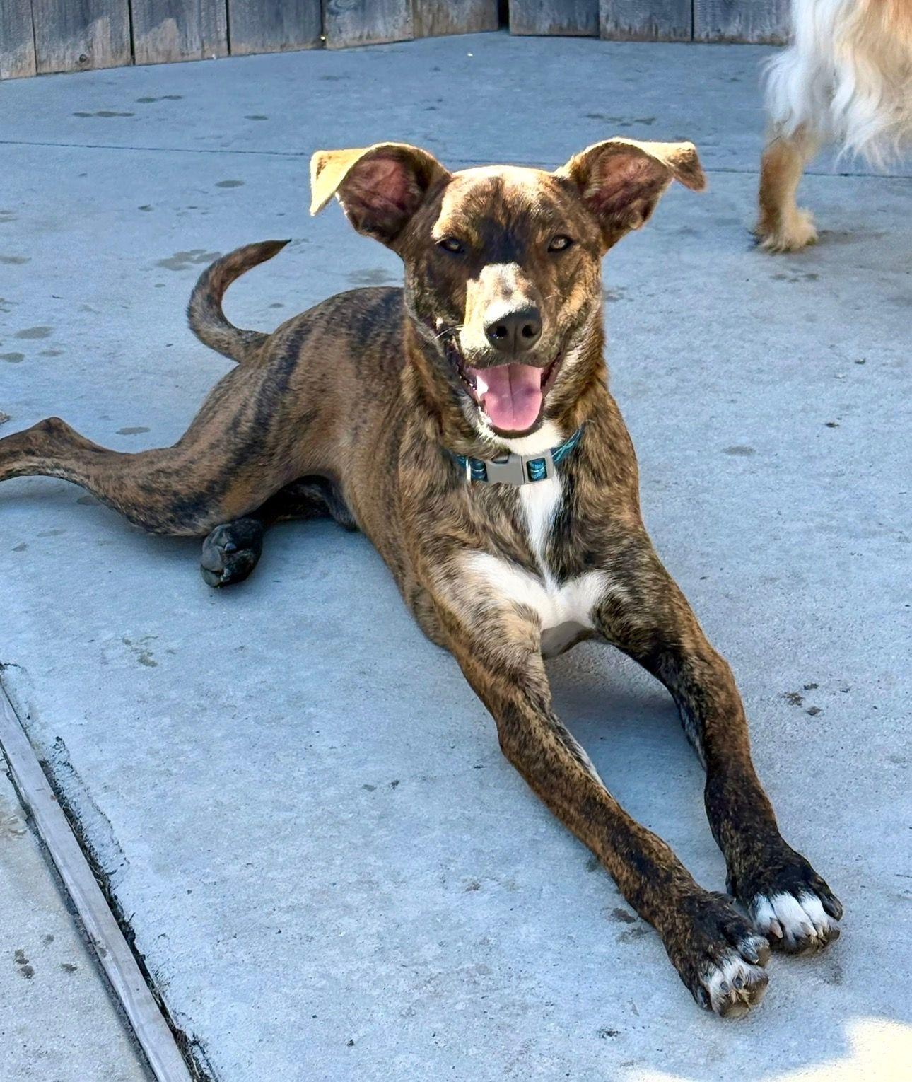 Charlie (Austin), a Adoptable Catahoula Leopard Dog in Austin, TX image 1/6