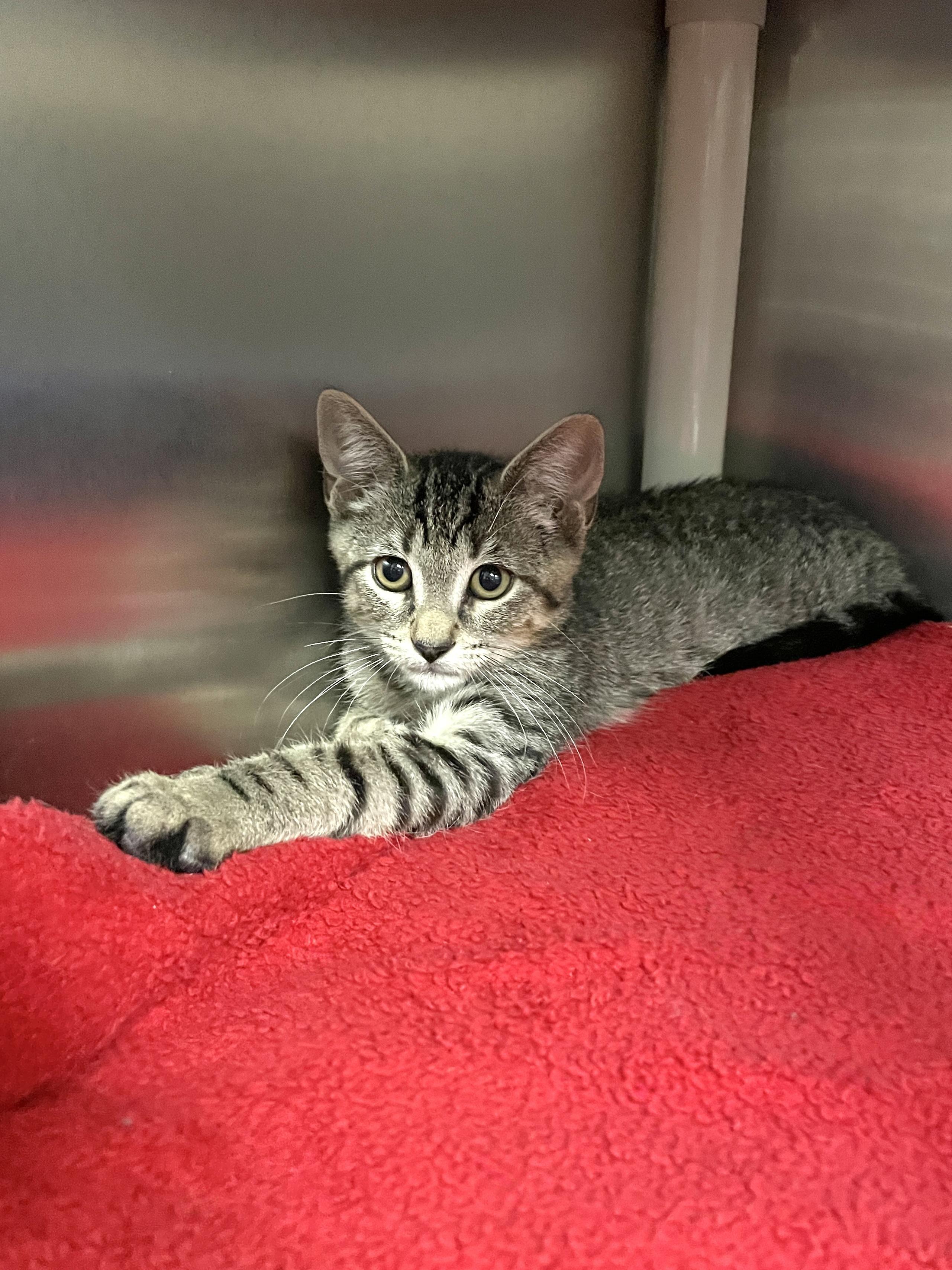 Enlarge Ziggy, a Adoptable Domestic Short Hair in Wantagh, NY image 2/2