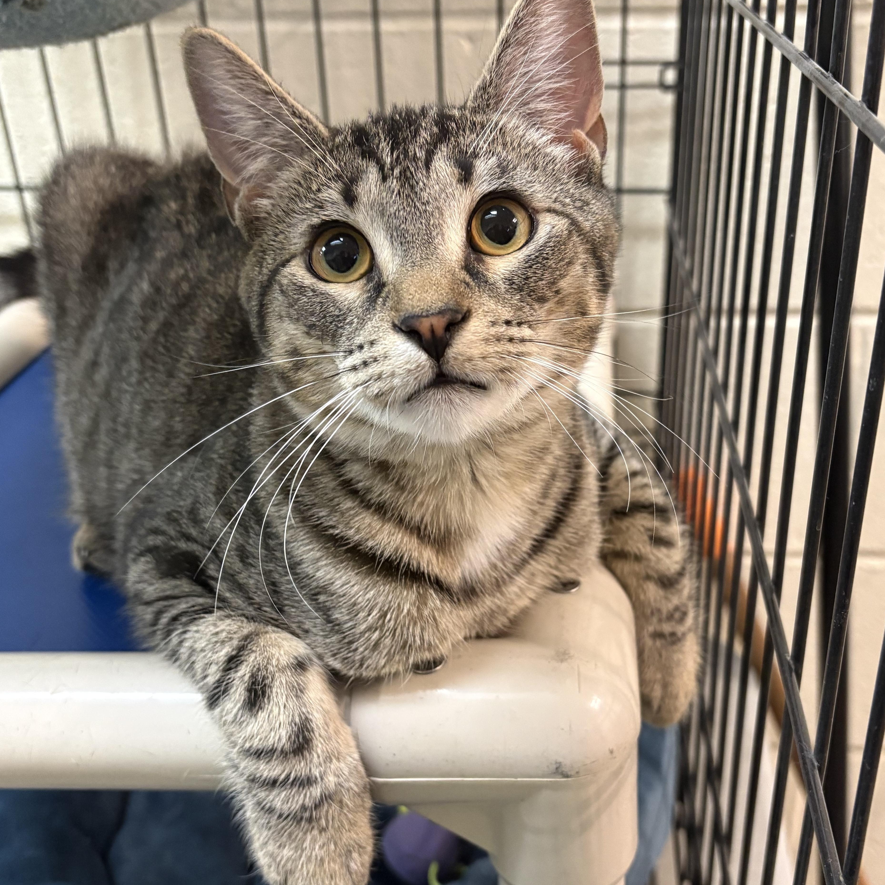 Enlarge Ziggy, a Adoptable Domestic Short Hair in Wantagh, NY image 1/3