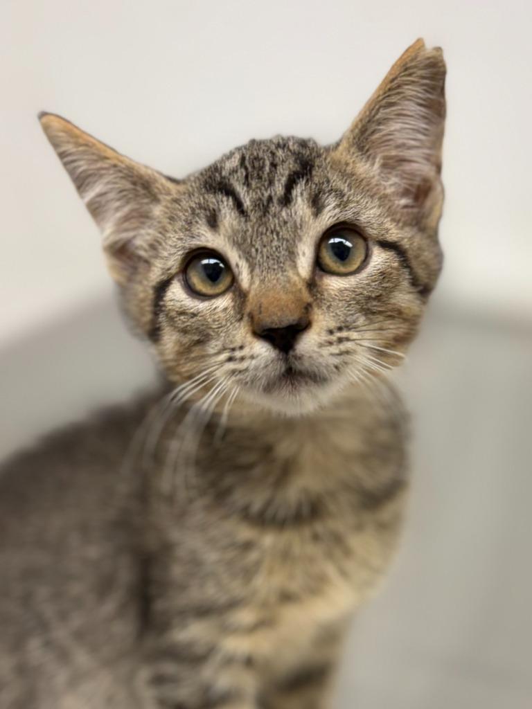 Enlarge Latte, a Adoptable mixed breed in Lockhart, TX image 2/2