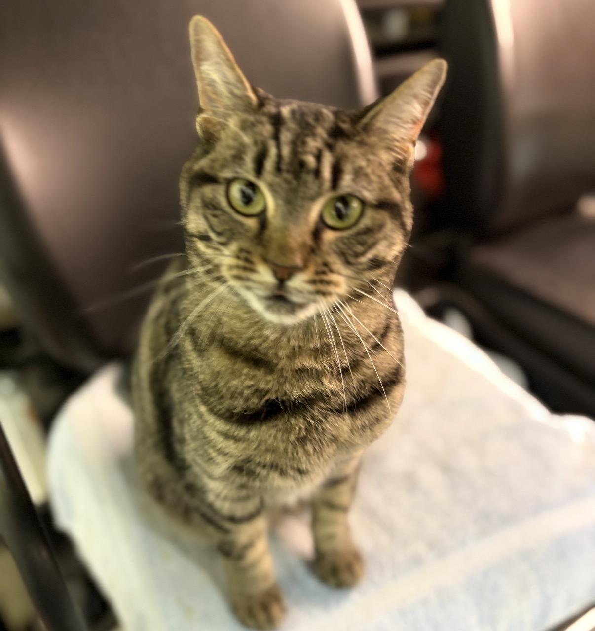 Enlarge Itty Bitty, a ADOPTABLE Domestic Short Hair in Maineville, OH image 5/5