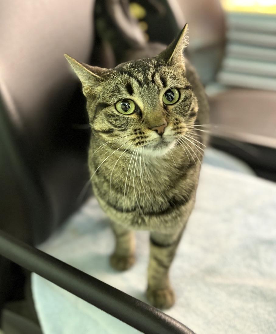 Enlarge Itty Bitty, a ADOPTABLE Domestic Short Hair in Maineville, OH image 3/5