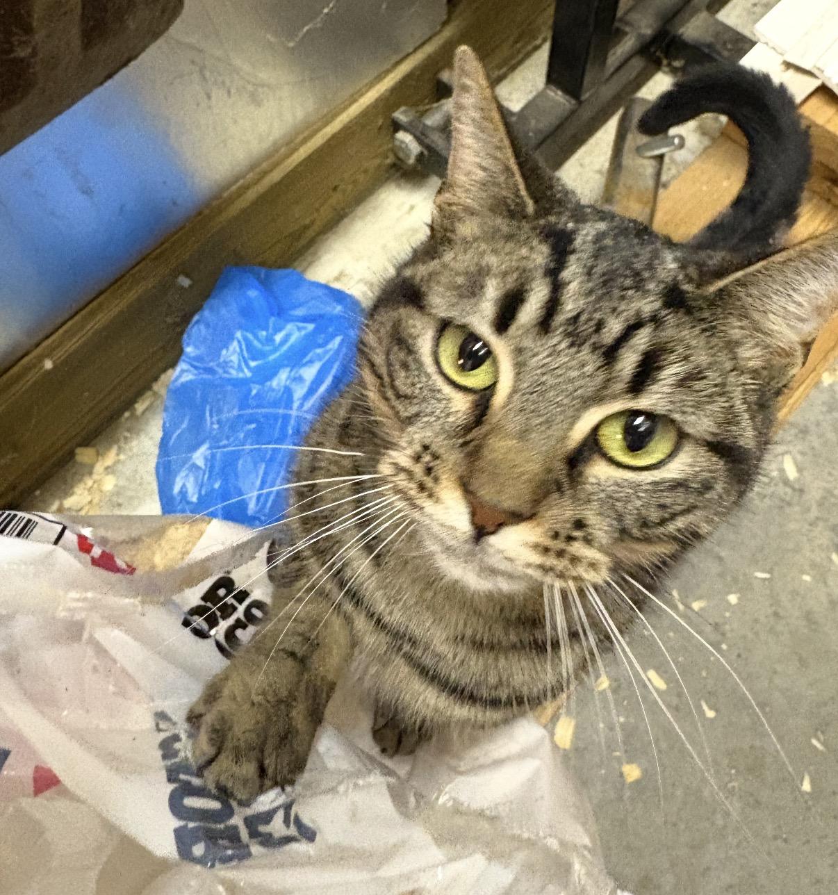 Enlarge Itty Bitty, a ADOPTABLE Domestic Short Hair in Maineville, OH image 4/5