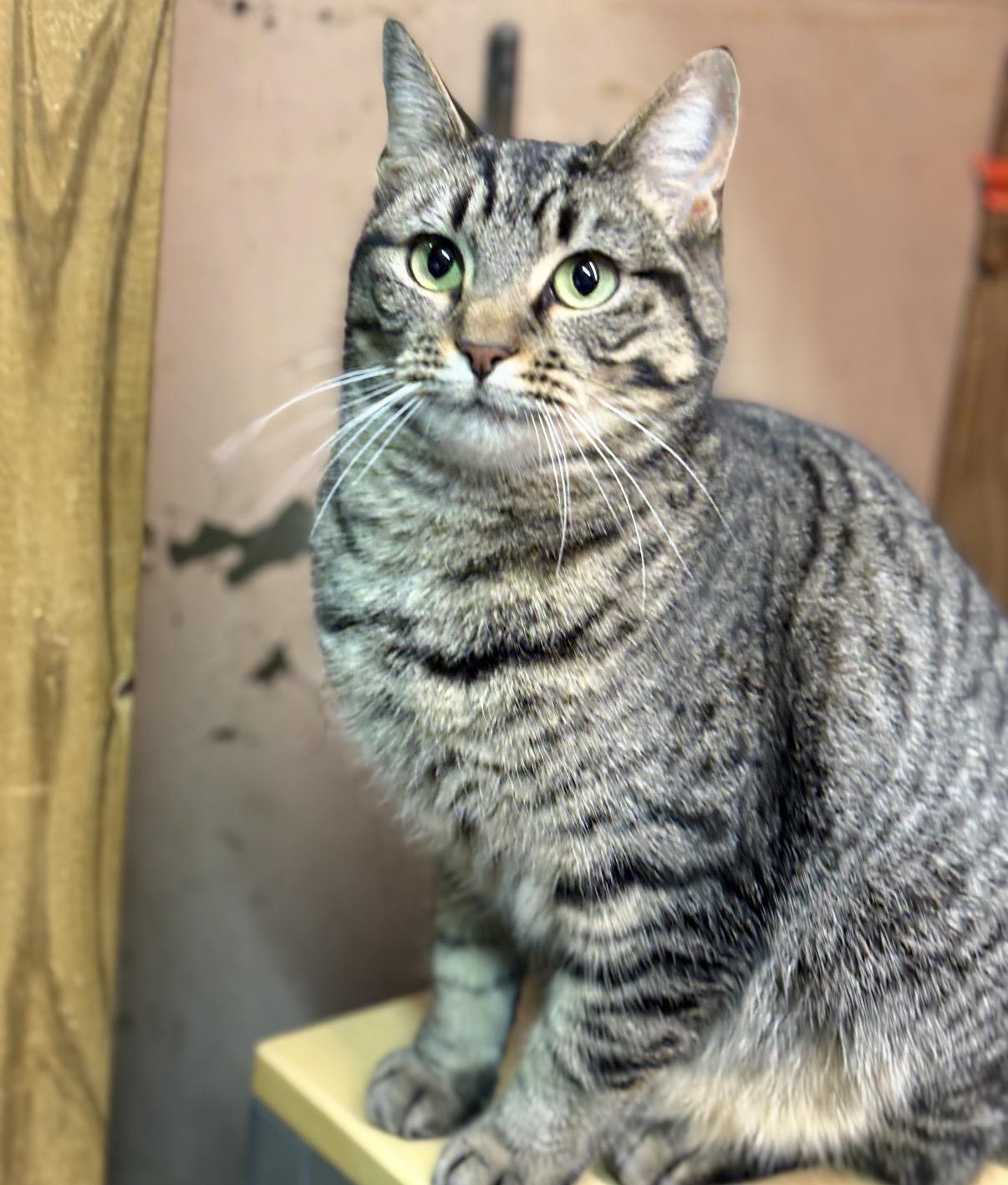 Itty Bitty, ADOPTABLE, Young Female Domestic Short Hair.