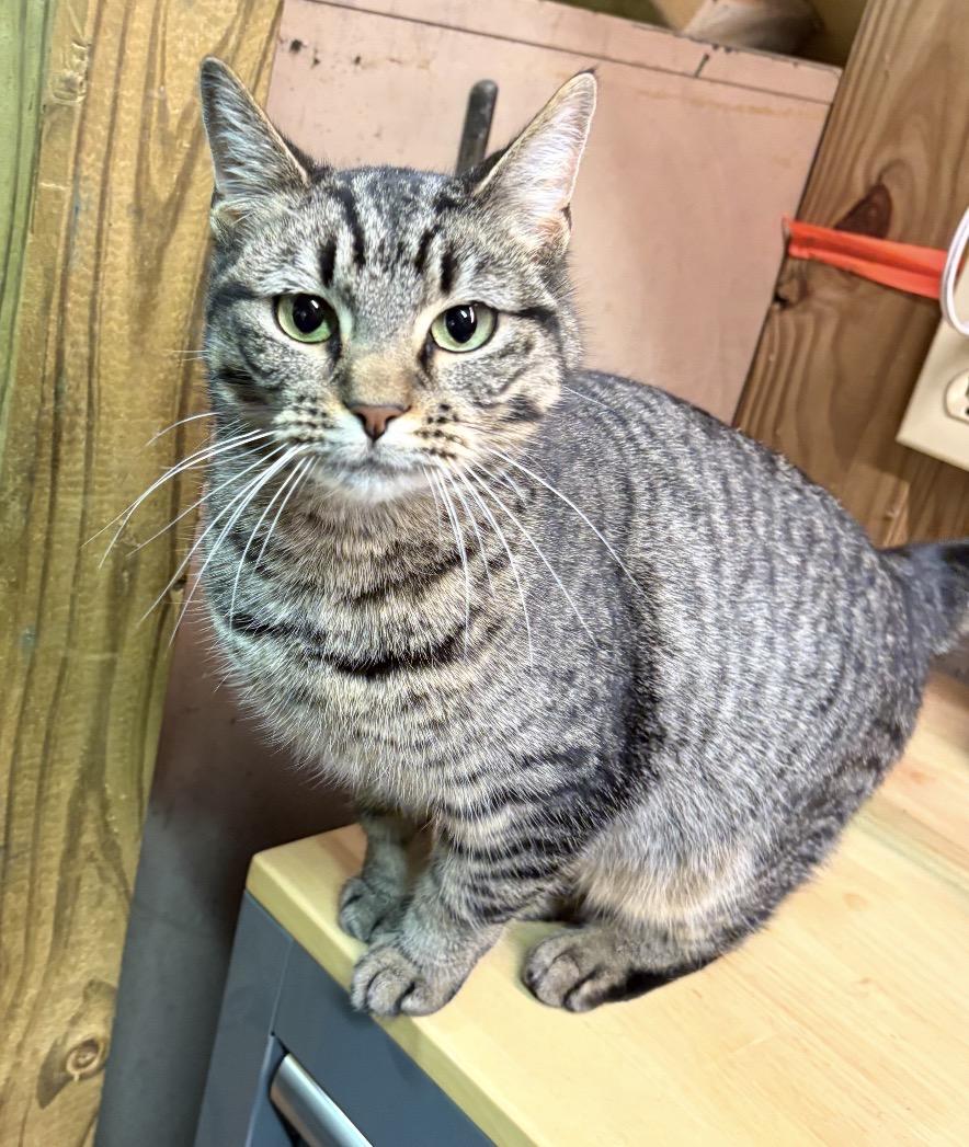 Enlarge Itty Bitty, a ADOPTABLE Domestic Short Hair in Maineville, OH image 2/5