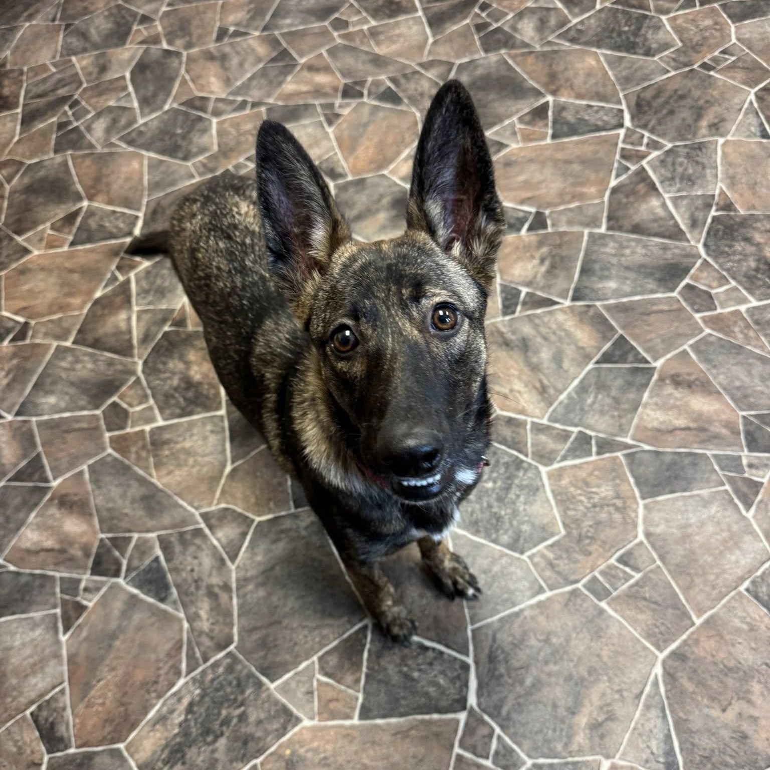 Coraline, a Adoptable mixed breed in Sterling Heights, MI image 1/6