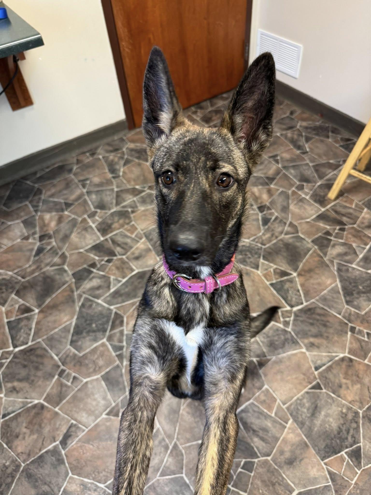 Coraline, a Adoptable mixed breed in Sterling Heights, MI image 4/6