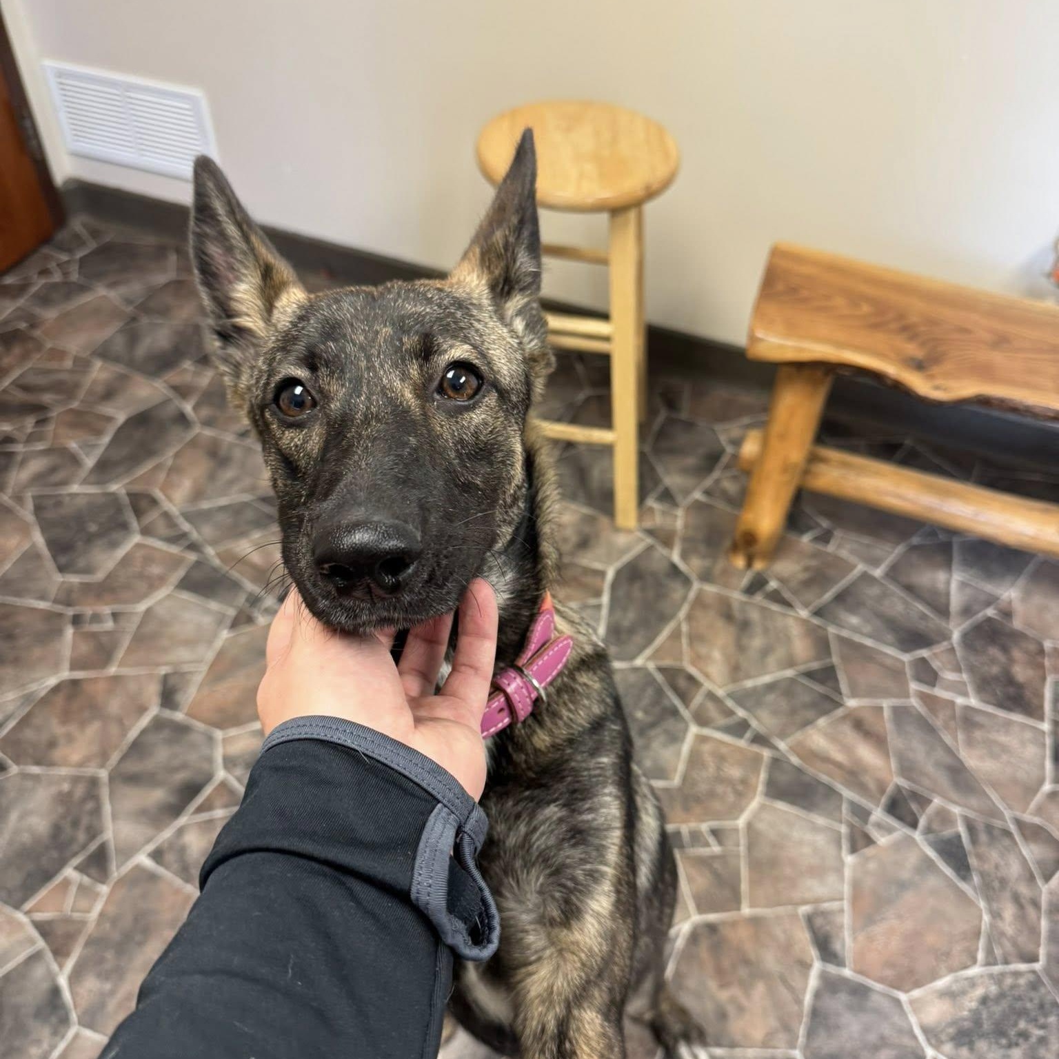 Coraline, a Adoptable mixed breed in Sterling Heights, MI image 6/6