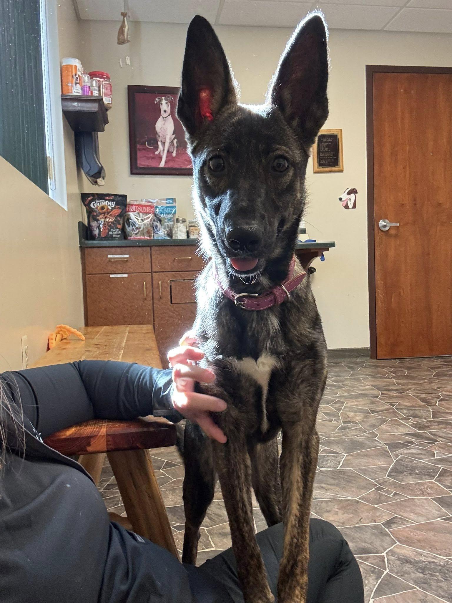 Coraline, a Adoptable mixed breed in Sterling Heights, MI image 5/6