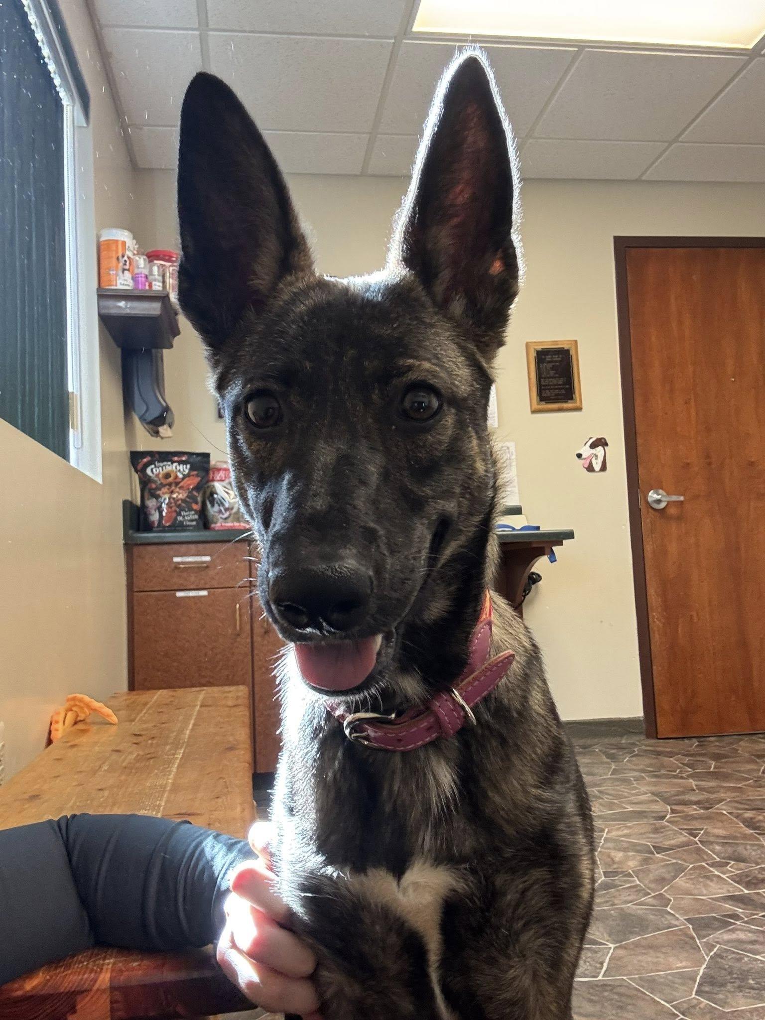 Coraline, a Adoptable mixed breed in Sterling Heights, MI image 3/6