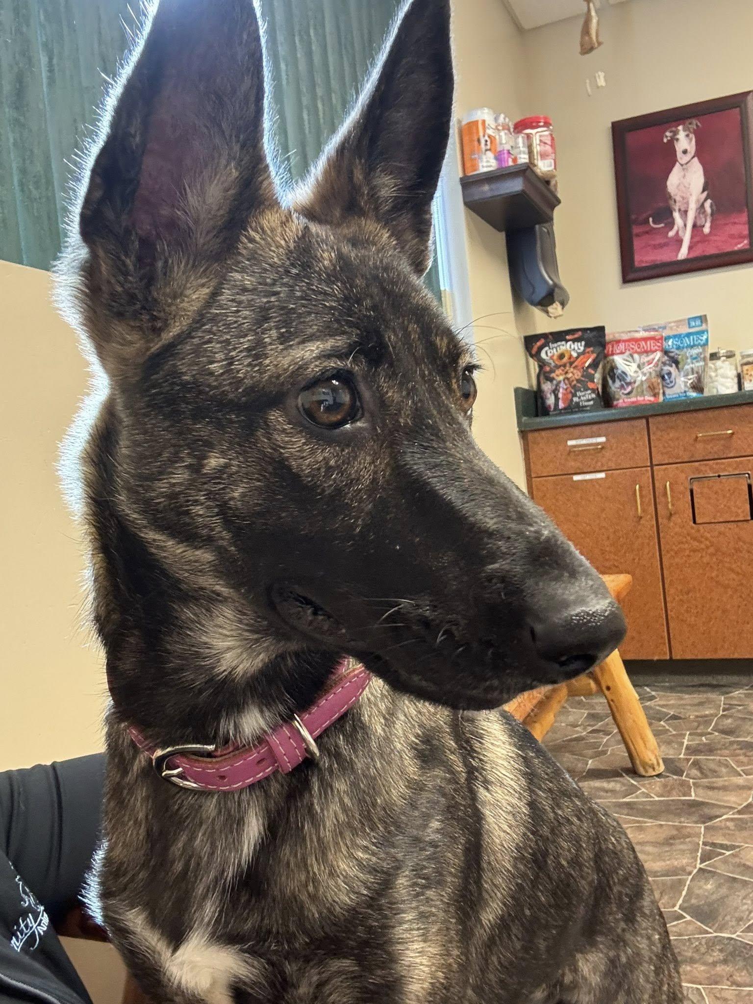 Coraline, Adoptable, Young Female Belgian Shepherd / Malinois.