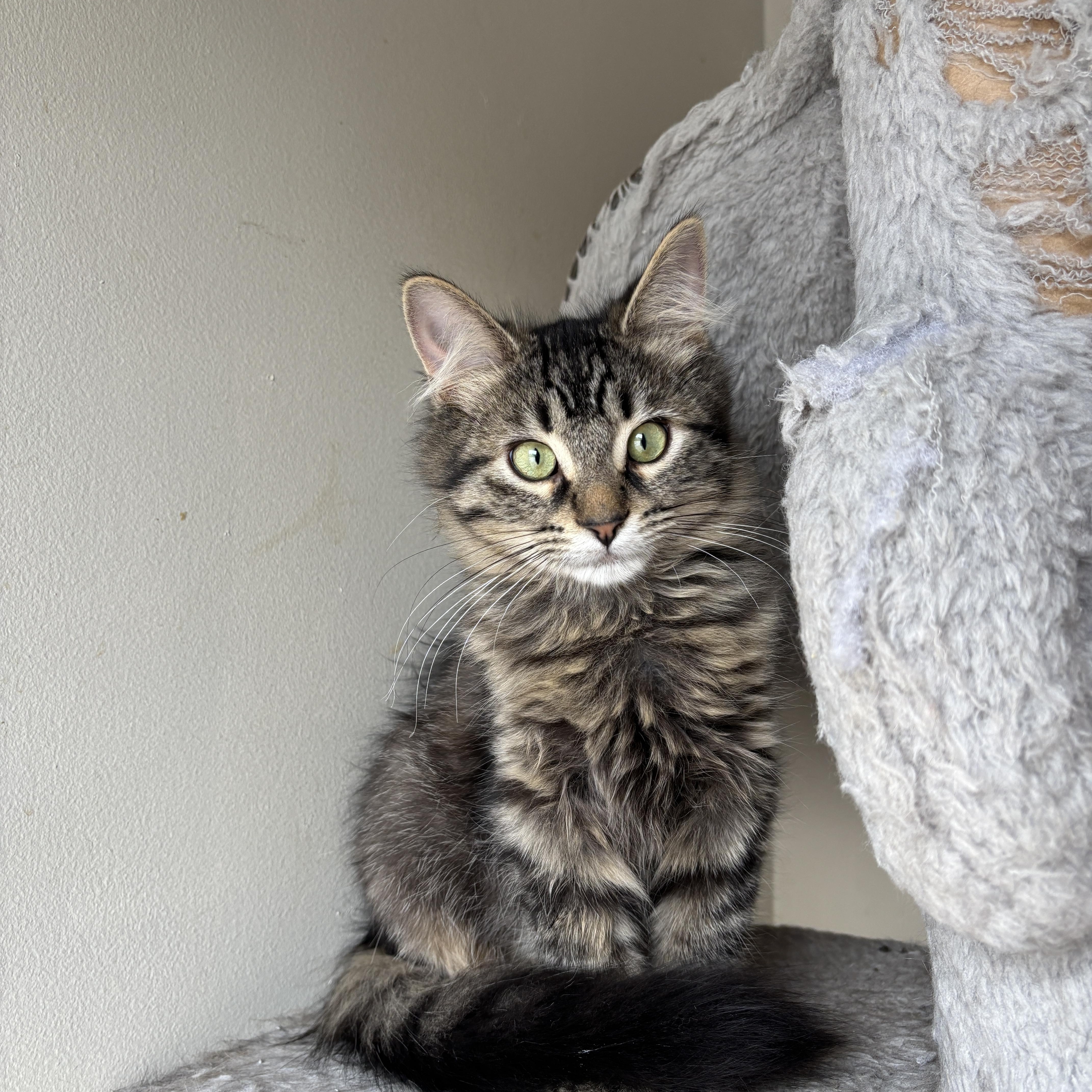 ERAGON, adopted, Kitten Male Domestic Long Hair.