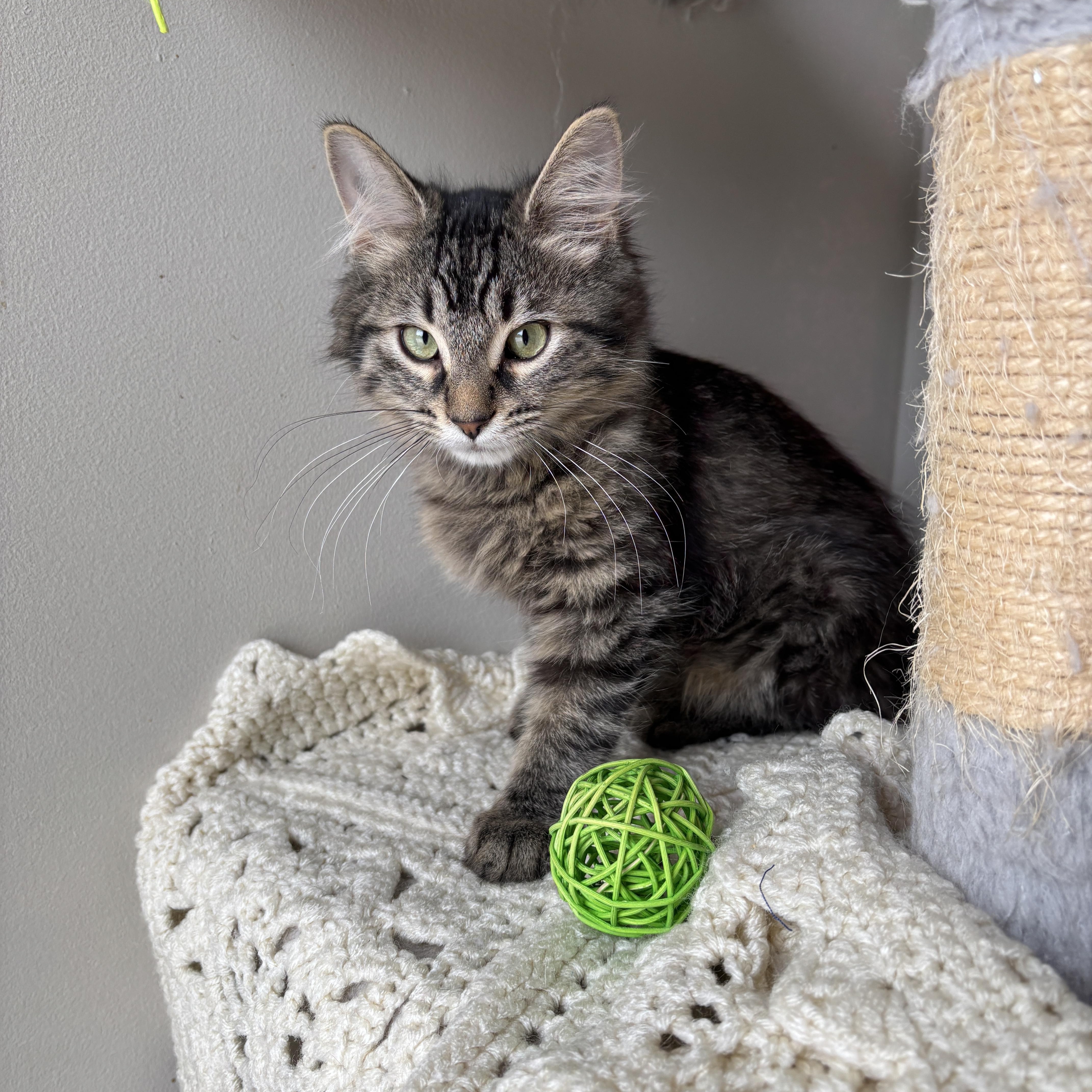 Enlarge ERAGON, an adopted Domestic Long Hair in Shakespeare, ON image 2/4