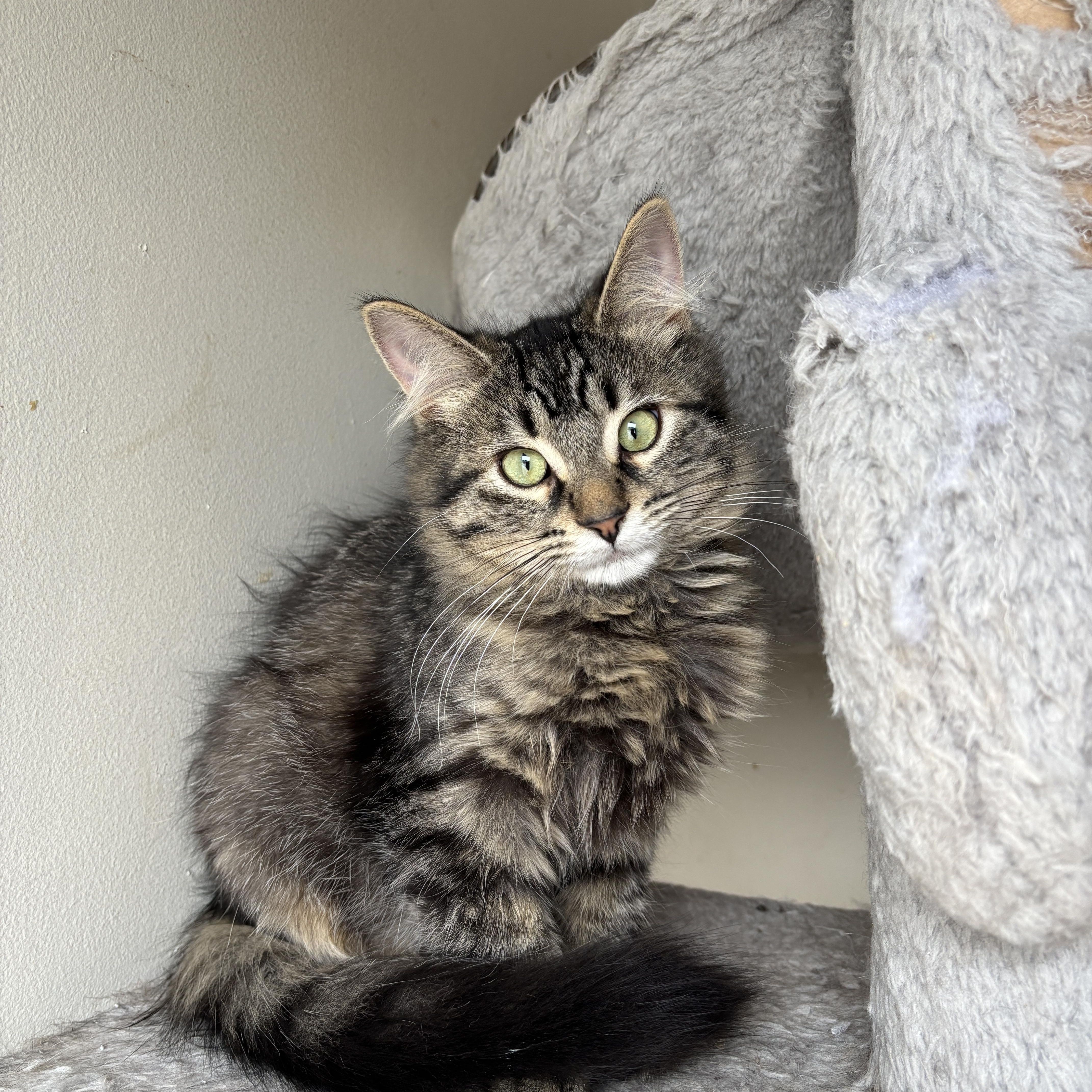 Enlarge ERAGON, an adopted Domestic Long Hair in Shakespeare, ON image 4/4
