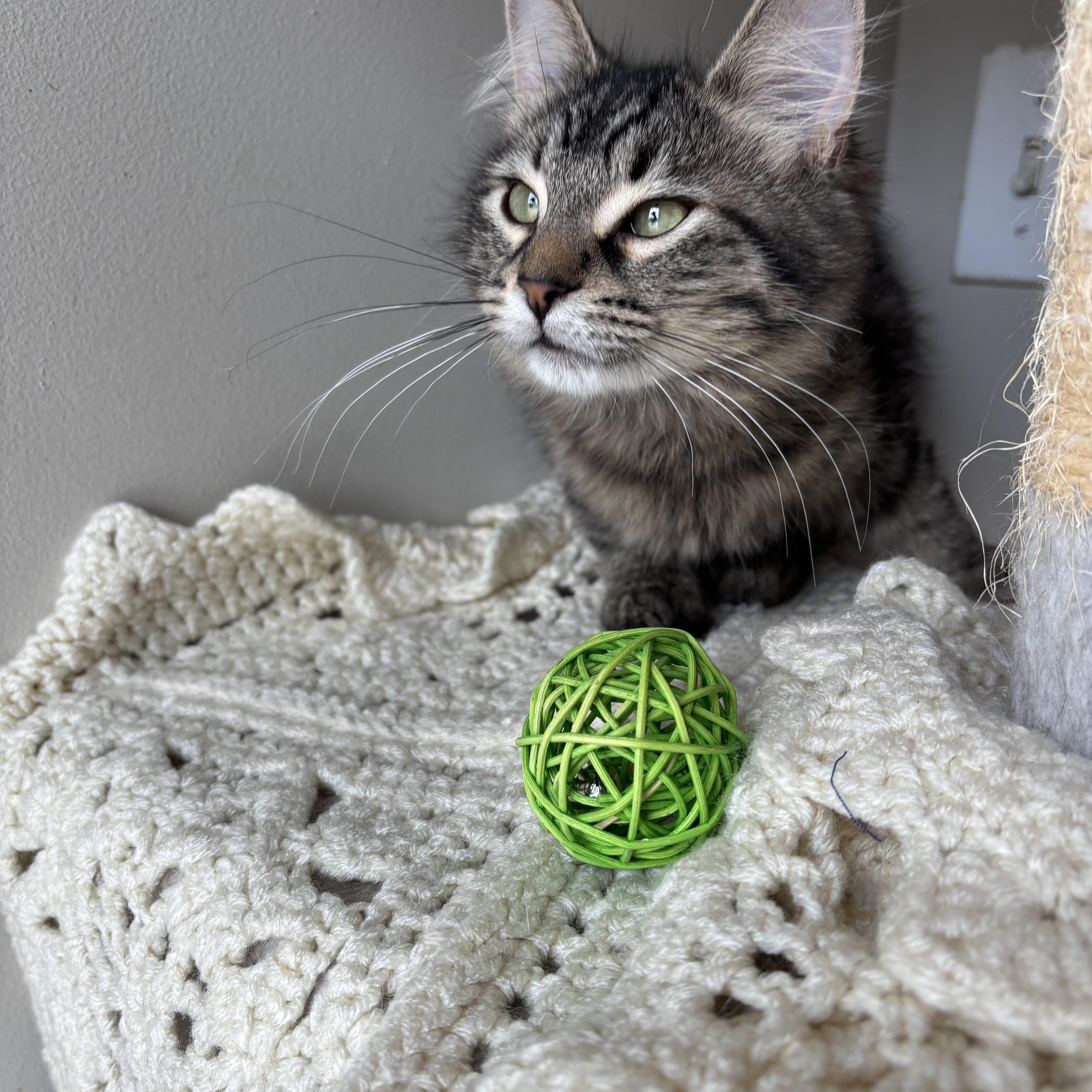 Enlarge ERAGON, an adopted Domestic Long Hair in Shakespeare, ON image 3/4