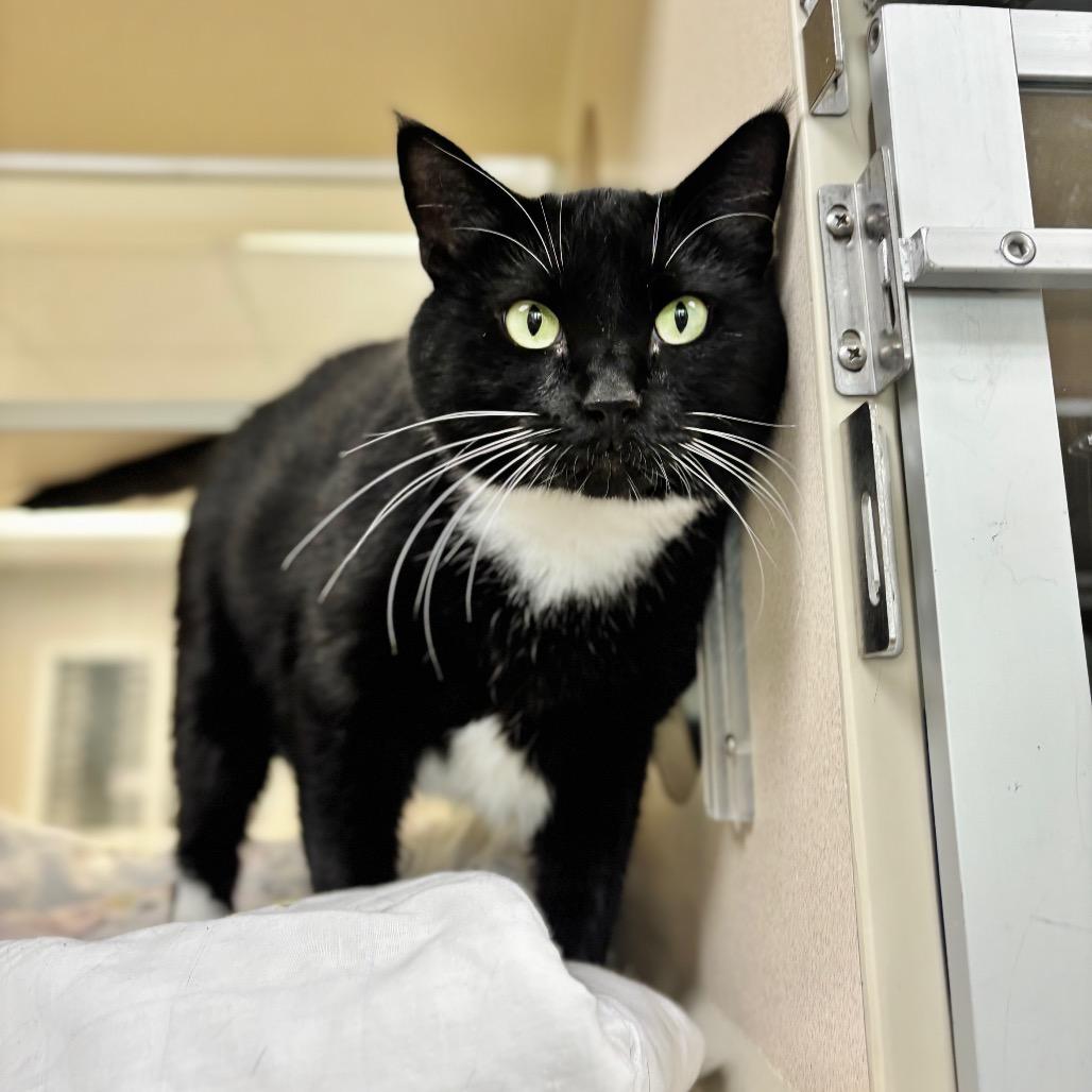 Peekaboo, Adoptable, Adult Female Domestic Short Hair.