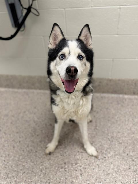 LOKEE, Adoptable, Adult Male Siberian Husky.
